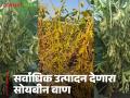 अकोला कृषी विद्यापीठाचा सोयाबीनचा हा वाण अल्पावधीतच लोकप्रिय; देतोय सर्वाधिक उत्पादन - Marathi News | This soybean variety developed by Akola Agricultural University has become popular in a short time; It is giving the highest yield | Latest agriculture News at Lokmat.com