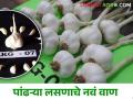 पांढऱ्या लसणाचे नवं वाण विकसित, त्याचं वैशिष्ट्य काय? वाचा सविस्तर  - Marathi News | Latest News New variety of white garlic developed in pdkv university akola see detail | Latest agriculture News at Lokmat.com