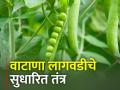 रब्बी हंगामात वाटाणा लागवडीचे व्यवस्थापन - Marathi News | Management of pea cultivation during rabi season | Latest agriculture News at Lokmat.com