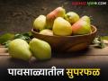Pear Benefits : नाशपती फळ आहे पावसाळ्यातील सुपरफूड; जाणून घ्या फायदे वाचा सविस्तर - Marathi News | Pear Benefits: Pear fruit is a superfood during the monsoon; Read the benefits of pear in detail | Latest agriculture News at Lokmat.com