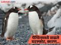 पार्टनरला दगा दिल्यानंतर पेंग्विनचं ब्रेकअप आणि घटस्फोट, समोर आला आश्चर्यकारक रिपोर्ट! - Marathi News | Scientists found that penguins divorce rates soar after bad mating seasons report reveals | Latest jarahatke News at Lokmat.com