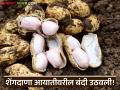 इंडोनेशियाने भारतीय शेंगदाण्यांच्या आयातीवरील बंदी उठवली, मात्र एक अडचण उभी राहिली! - Marathi News | Latest news Shengadana Export Indonesia lifted the ban on the import of Indian peanuts | Latest agriculture News at Lokmat.com