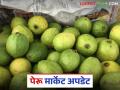 Peru Bajar Bhav : सोलापूर बाजार समितीमध्ये २२८ क्विंटल पेरुची आवक; कसा मिळाला दर? - Marathi News | Peru Bajar Bhav : 228 quintals of Peru arrived in Solapur Market Committee; How did you get the price? | Latest agriculture News at Lokmat.com