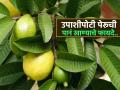 पेरुची पानं उपाशीपोटी खाण्यानं खरंच प्रतिकारशक्ती वाढते, पोट साफ होतं का? पाहा पेरुच्या पानांचे फायदे - Marathi News | Advantages of chewing guava leaves on an empty stomach | Latest sakhi News at Lokmat.com
