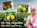 Crop Insurance : पेरू, लिंबू फळपिकांसाठी 25 जूनपर्यंत विमा हप्ता भरता येणार, वाचा संपूर्ण प्रक्रिया - Marathi News | Latest News Insurance premium can be paid till June 25 for fruit crops such as guava, lemon | Latest agriculture News at Lokmat.com