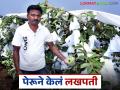 २० गुंठ्याच्या पेरू लागवडीतूनही होता येतंय लखपती; तरुण शेतकरी विक्रमची यशकथा - Marathi News | You can become a millionaire even by cultivating Peru guava in 20 guntas; Success story of young farmer Vikram | Latest agriculture News at Lokmat.com