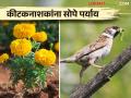 कीटकनाशक फवारणी टाळण्यासाठी हे आहेत तीन सोपे पर्याय - Marathi News | Here are three simple options to avoid pesticide spraying | Latest agriculture News at Lokmat.com