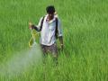 पाच कीटकनाशकावर बंदी, पण आदेश निघणार कधी? - Marathi News | Five pesticides banned, but when will the order come out? | Latest nagpur News at Lokmat.com
