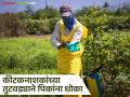 Pesticide Supply : कीटकनाशके अडकली गोडाऊनमध्ये; शेतकऱ्यांचे उत्पादन धोक्यात वाचा सविस्तर - Marathi News | latest news Pesticide Supply: Pesticides stuck in godown; Farmers' production at risk Read in detail | Latest agriculture News at Lokmat.com