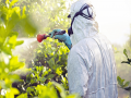 किटकनाशके व रोगनाशके हाताळताना काय करू नये ?  - Marathi News | What should not be done while handling pesticides and herbicides? | Latest agriculture News at Lokmat.com