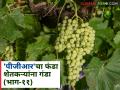 PGR in Grape : कृषी सल्लागार अन् पीजीआरला हवी कायद्याची चौकट - Marathi News | PGR in Grape : Agricultural consultants and PGR need a legal framework | Latest agriculture News at Lokmat.com
