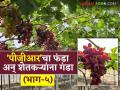 'पीजीआर'साठी ना कायदा, ना तपासणी नुसता शेतकऱ्यांच्या लुटीचा गोरख धंदा; काय आहे प्रकरण वाचा सविस्तर - Marathi News | There is no law or inspection for 'PGR', just a dirty business of looting farmers; Read the case in detail | Latest agriculture News at Lokmat.com