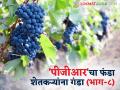 PGR in Grape : द्राक्ष सल्लागारांचे धाबे दणाणले; शेती सल्लागारांसाठी कायद्याची अपेक्षा - Marathi News | PGR in Grape : Grape consultants' fears are raised; Expectation of law for agricultural consultants | Latest agriculture News at Lokmat.com