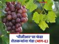 पीजीआर कंपनीच्या माध्यमातून झटपट श्रीमंती; नातेवाइकांच्या नावावरच अधिकाऱ्यांनी सुरु केल्या कंपन्या - Marathi News | Instant wealth through PGR company; Agriculture Officials started companies in the name of relatives | Latest agriculture News at Lokmat.com