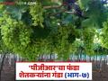 PGR in Grape : 'पीजीआर'ची चौकशी; अधिकारी दोषी आढळल्यास होणार कारवाई - Marathi News | PGR in Grape: Investigation into 'PGR'; Action will be taken if the officer is found guilty | Latest agriculture News at Lokmat.com