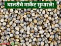 Bajari Market : चपातीपेक्षा भाकरीकडे कल, मार्केटमध्ये बाजरीचे दर कसे आहेत, वाचा सविस्तर  - Marathi News | Latest News Bajari Market Rate Millet prices increased rapidly compared to wheat | Latest agriculture News at Lokmat.com