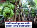 पाच महिन्यात केळीचे दर कसे घसरले पहा, तर दुसरीकडे नुकसान भरपाईची प्रतीक्षा - Marathi News | Latest News Bananas started ripening on tree due to rain, process of uploading compensation lists started | Latest agriculture News at Lokmat.com