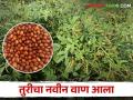 Tur Variety राहुरी कृषी विद्यापीठाने विकसीत केलेला नवीन तुरीचा वाण देतोय भरघोस उत्पादन - Marathi News | Tur Variety; A new tur variety developed by Rahuri Krishi Vidyapeeth is high yield | Latest agriculture News at Lokmat.com