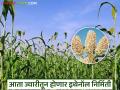 राहुरी कृषी विद्यापीठ विकसित ज्वारीचा 'हा' वाण करणार इथेनॉल निर्मितीत क्रांती; वाचा सविस्तर - Marathi News | Rahuri Agricultural University developed 'this' variety of sorghum will revolutionize ethanol production | Latest agriculture News at Lokmat.com