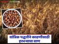 कंबाईन हार्वेस्टरने हरभऱ्याची काढणी करायचीय? कोणता वाण पेराल? वाचा सविस्तर - Marathi News | Should I harvest gram with a combine harvester? Which variety should I sow? Read in detail | Latest agriculture News at Lokmat.com