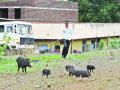 डुकरांच्या दहशतीखाली साताऱ्यातील पालक अस्वच्छतेकडे आरोग्य विभागाचे दुर्लक्ष : - Marathi News |  Negligence of the Health Department in Malwa of Satara due to pigs: | Latest satara News at Lokmat.com