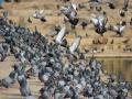 कबुतरांना खायला घालणं पडलं महागात; १० लाखाचं झालं नुकसान  - Marathi News | Feeding to Pigeons had to be expensive to businessman; 10 lakhs ruppes duped | Latest crime News at Lokmat.com