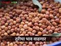 केंद्र सरकार तूर खरेदी करणार, बाजारभाव अकरा हजारावर जाण्याची शक्यता - Marathi News | The central government will buy pigeon pea tur, the market price is likely to go up to 11,000 | Latest agriculture News at Lokmat.com