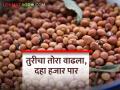तुरीचा बाजारभाव वाढला; मिळतोय उच्चांकी दर - Marathi News | The market price of pigeon pea tur increased; Highest rate available | Latest agriculture News at Lokmat.com