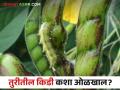 तूर पिकातील प्रमुख किडी आणि त्यांचा नुकसानीचा प्रकार - Marathi News | Major pests of tur pigeon pea crop and their types of damage | Latest agriculture News at Lokmat.com