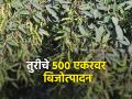 तुरीच्या गोदावरी वाणाचे बिजोत्पादन; ठिबक सिंचनावर जोमदार वाढ - Marathi News | Seed production of Godavari variety of Tur pigeon pea; Vigorous growth on drip irrigation | Latest agriculture News at Lokmat.com