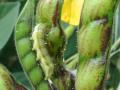 तूर पिकातील किडी कशा ओळखाल? - Marathi News | How to identify the pest in the pigeon pea crop? | Latest agriculture News at Lokmat.com