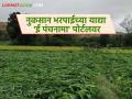 पिकांचे नुकसान झालेल्या याद्या 'ई पंचनामा' पोर्टलवर अपलोड करण्याचे काम सुरु; लवकरच पैसे खात्यावर - Marathi News | Work has begun to upload lists of crop damage on the 'e Panchnama' portal; money will be credited to the account soon | Latest agriculture News at Lokmat.com