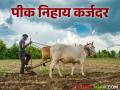 Crop Loan : यंदाच्या हंगामात कुठल्या पिकाला सर्वाधिक कर्जदर, जाणून घ्या पीकनिहाय यादी  - Marathi News | latest News Crop Loan rates Which crop has highest loan rate, know the crop-wise list | Latest agriculture News at Lokmat.com