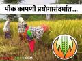 Pik Vima Yojana : नवीन पीक विमा योजनेत पीक कापणी प्रयोगाबाबत काय सांगितले आहे? - Marathi News | Latest News Pik Vima Yojana crop harvesting experiments in new crop insurance scheme | Latest agriculture News at Lokmat.com