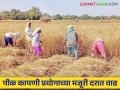 Agriculture News : पीक कापणी प्रयोगातील मजुरी वाढविली, कसा असेल यंदाचा मजुरी दर?  - Marathi News | Latest News Agriculture News Daily wage rate Rs. 297 per crop Harvest experiment | Latest agriculture News at Lokmat.com