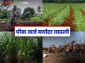 येणाऱ्या खरीप व रब्बी हंगामासाठी पीक कर्जाचे नवे दर जाहीर; आता उसाला हेक्टरी किती कर्ज मिळणार? - Marathi News | New crop loan rates announced for the upcoming Kharif and Rabi seasons; How much loan per hectare will sugarcane get now? | Latest agriculture News at Lokmat.com