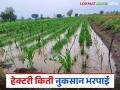 बागायती, जिरायती व बहुवार्षिक पिकांना हेक्टरी किती मिळणार नुकसानभरपाई? जाणून घ्या सविस्तर - Marathi News | How much compensation will be given per hectare for irrigated, dryland and perennial crops? Find out in detail | Latest agriculture News at Lokmat.com