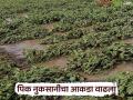 राज्यात गेल्या आठवडाभरात अतिवृष्टीमुळे झालेल्या पिक नुकसानीचा आकडा वाढला; सर्वाधिक नुकसान 'ह्या' जिल्ह्यात - Marathi News | The number of crop losses due to heavy rains in the state has increased in the last week; The highest loss was in 'Haya' district | Latest agriculture News at Lokmat.com