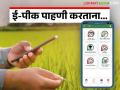 E Pik Pahani : ई-पीक पाहणी करताना किती अंतरावरून घ्यावा लागणार पिकांचा फोटो? - Marathi News | E Pik Pahani : From what distance should a photo of crops be taken during an digital crop survey pik pahani? | Latest agriculture News at Lokmat.com