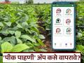 e Pik Pahani : ई-पीक पाहणीचे नवीन अपडेटेड मोबाईल अ‍ॅप वापरून कशी कराल पिकांची नोंद? - Marathi News | e Pik Pahani : How to record crops using the newly updated mobile app of e-Pik Pahani? | Latest agriculture News at Lokmat.com