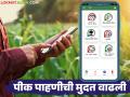 Pik Pahani : तुमची ई-पीक पाहणी करायची राहिलीय? काळजी करू नका; आली 'ही' नवीन तारीख - Marathi News | Pik Pahani : Do you still have to remain your e pik pahani? Don't worry; here is the new date | Latest agriculture News at Lokmat.com