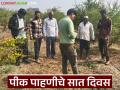 E Pik Pahani : रब्बी हंगामातील ई-पीक पाहणीसाठी उरले शेवटचे 7 दिवस, वाचा सविस्तर  - Marathi News | Latest News e pik pahani Last 7 days left for e-crop inspection of Rabi season, read in detail | Latest agriculture News at Lokmat.com