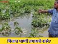 पावसाने 'बोनस' पिकांची लावली वाट; जगायचे तरी कसे? - Marathi News | Rains for 'bonus' crops destroyed ; How to live? | Latest agriculture News at Lokmat.com