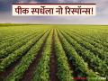 Pik Spardha : खरिपापाठोपाठ रब्बीतही उदासीनता; पीक स्पर्धा अपयशी ठरतेय का? - Marathi News | latest news Pik Spardha: After Kharipa, Rabi is also in a state of depression; Is crop competition failing? | Latest agriculture News at Lokmat.com