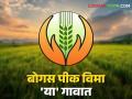 Bogus Pik Vima : पीक विम्यातील बोगस शेतकऱ्यांचा अहवाल अखेर सरकारने मागविला - Marathi News | Bogus Pik Vima: The government finally sought a report on bogus farmers in crop insurance. | Latest agriculture News at Lokmat.com