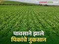 Crop Insurance : शेतकऱ्यांनो! पावसाने पिकांचे नुकसान झाल्यास ७२ तासांमध्येच कळवा विमा कंपनीला - Marathi News | Crop Insurance : Farmers! In case of crop damage due to rain, inform the insurance company within 72 hours | Latest agriculture News at Lokmat.com