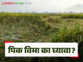 Pik Vima Claim : पीक विमा का काढावा व कसा करावा क्लेम वाचा सविस्तर - Marathi News | Pik Vima Claim : Why take out crop insurance and how to claim, read in detail | Latest agriculture News at Lokmat.com