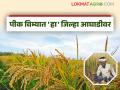 Pik Vima Yojana : गेल्या चार दिवसांमध्ये राज्यात किती शेतकऱ्यांनी घेतले पिक विमा संरक्षण? - Marathi News | Pik Vima Yojana : How many farmers have taken crop insurance cover in the state in the last four days? | Latest agriculture News at Lokmat.com