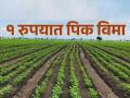खुशखबर!, प्रलंबित पीकविमा नुकसानभरपाईचा मार्ग मोकळा, कोल्हापूर जिल्ह्यात लाभार्थी अन् किती कोटी मिळणार.. जाणून घ्या - Marathi News | The way is paved for 8 thousand 883 farmers of Kolhapur district to get compensation of Rs 8 crore 71 lakh 76 thousand under the crop insurance scheme at one rupee | Latest kolhapur News at Lokmat.com