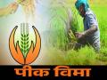 पीक विमा काढण्यात कोल्हापुरातील शेतकऱ्यांचा प्रतिसाद कमीच, केवळ २३ हजार संरक्षित क्षेत्र   - Marathi News | | Latest kolhapur News at Lokmat.com